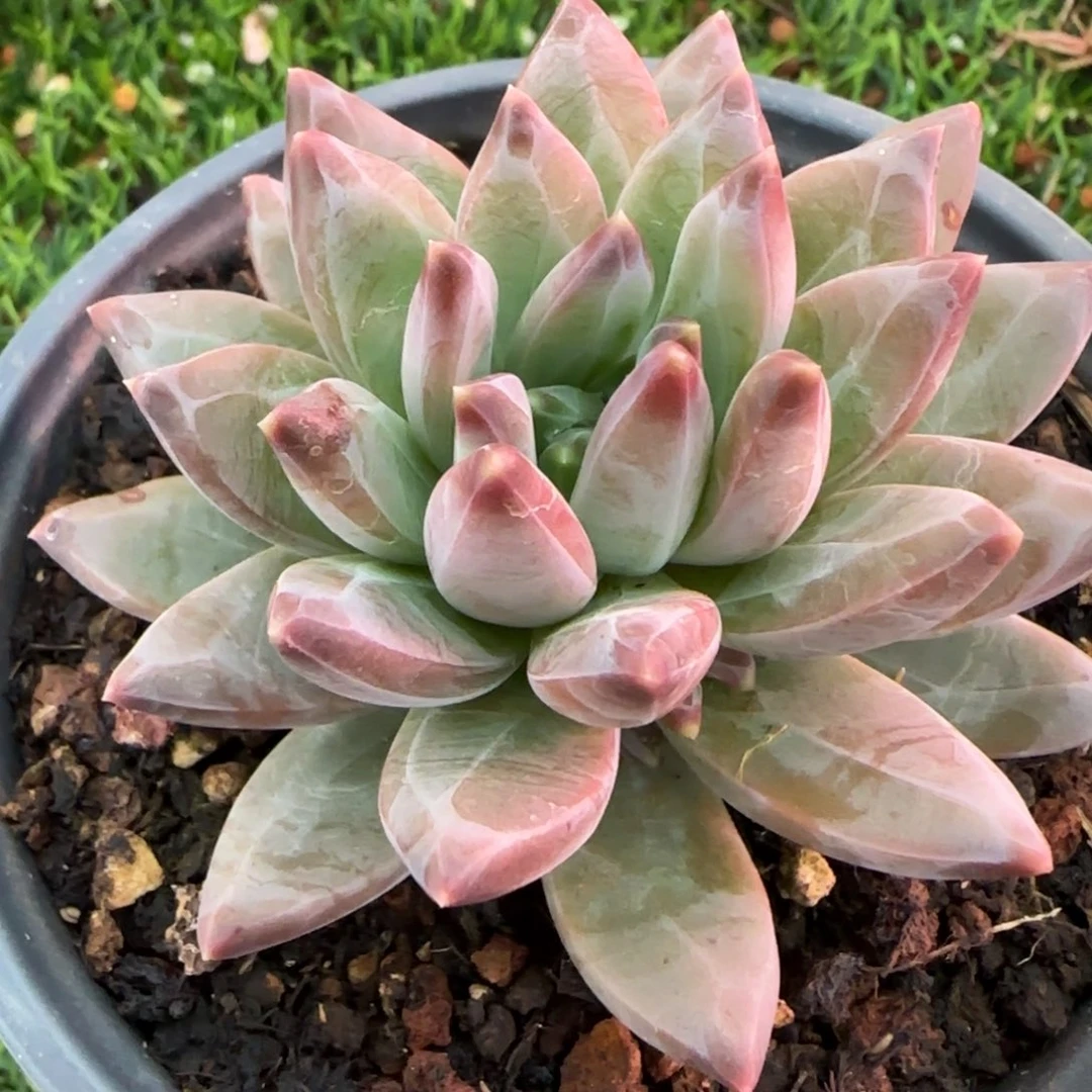 美人群多肉植物的