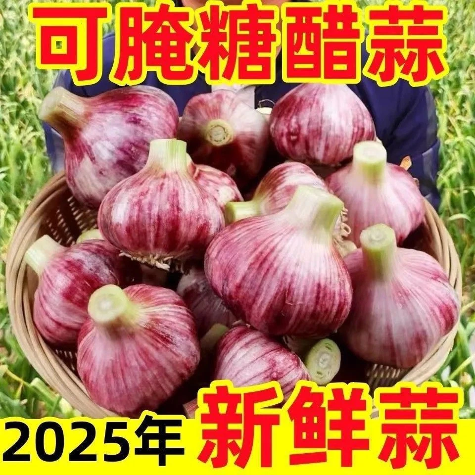 现挖新鲜紫皮大蒜头可做糖醋蒜炒菜凉拌当季嫩蒜香甜多汁辛辣大蒜