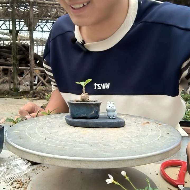 海****?小盆景小植物一物一拍125