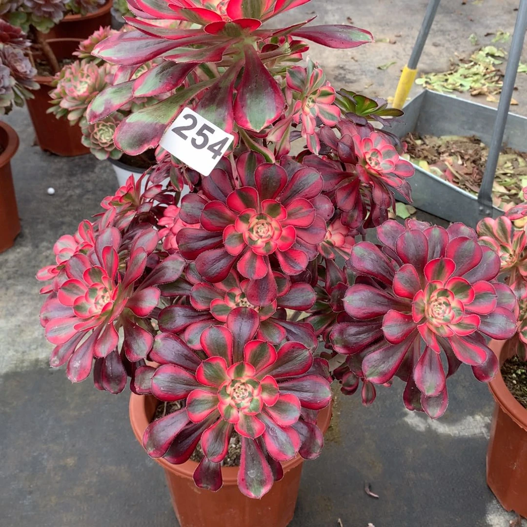 风***你香奈儿254法师多肉植物6500000