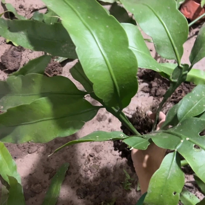 桦***7当前无花朵，栽培后可花朵