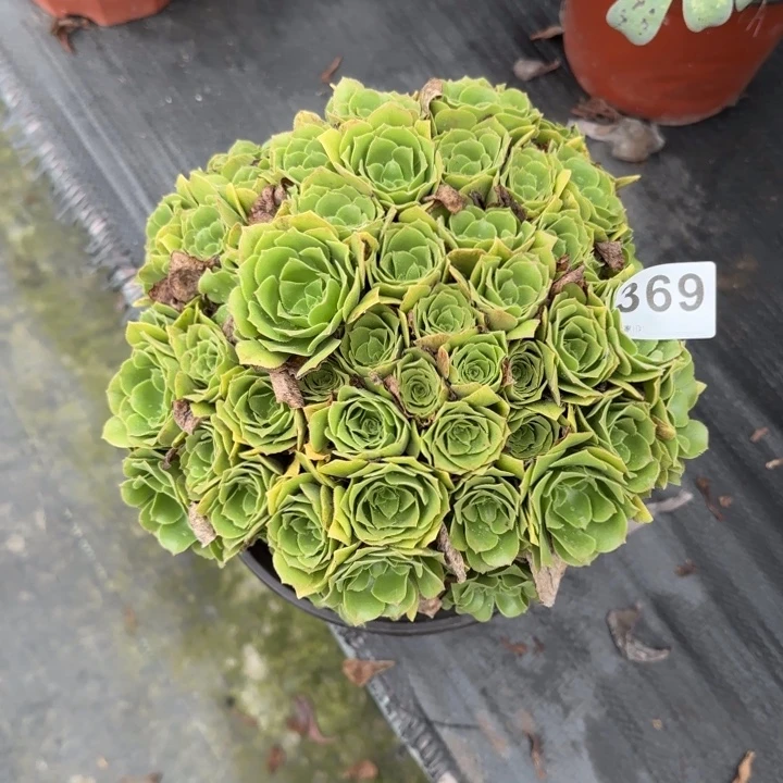 淡***烟多肉植物提取精华369