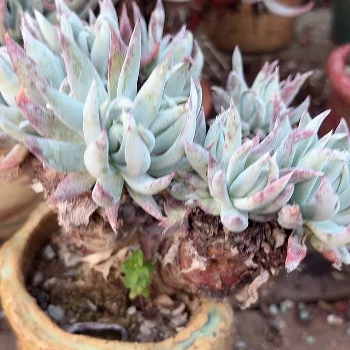 仙女杯多肉植物提取