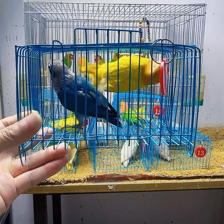 虎皮鹦鹉黄金丝普兰