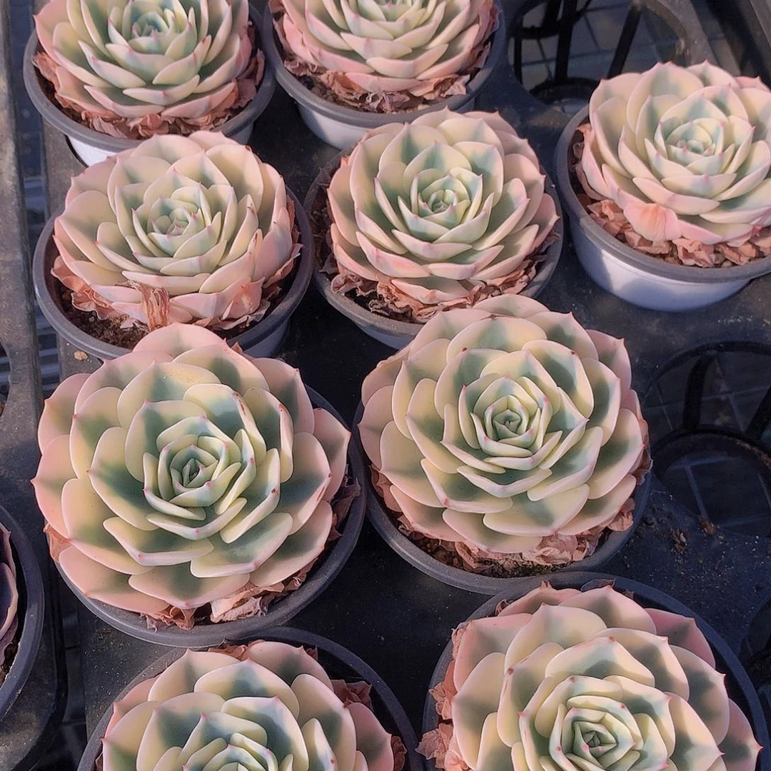 玉蝶锦234677889号677