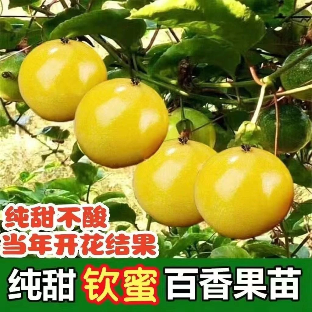 黄金百香果树苗嫁接苗盆栽果树纯甜百香果苗四季爬藤百香果树苗
