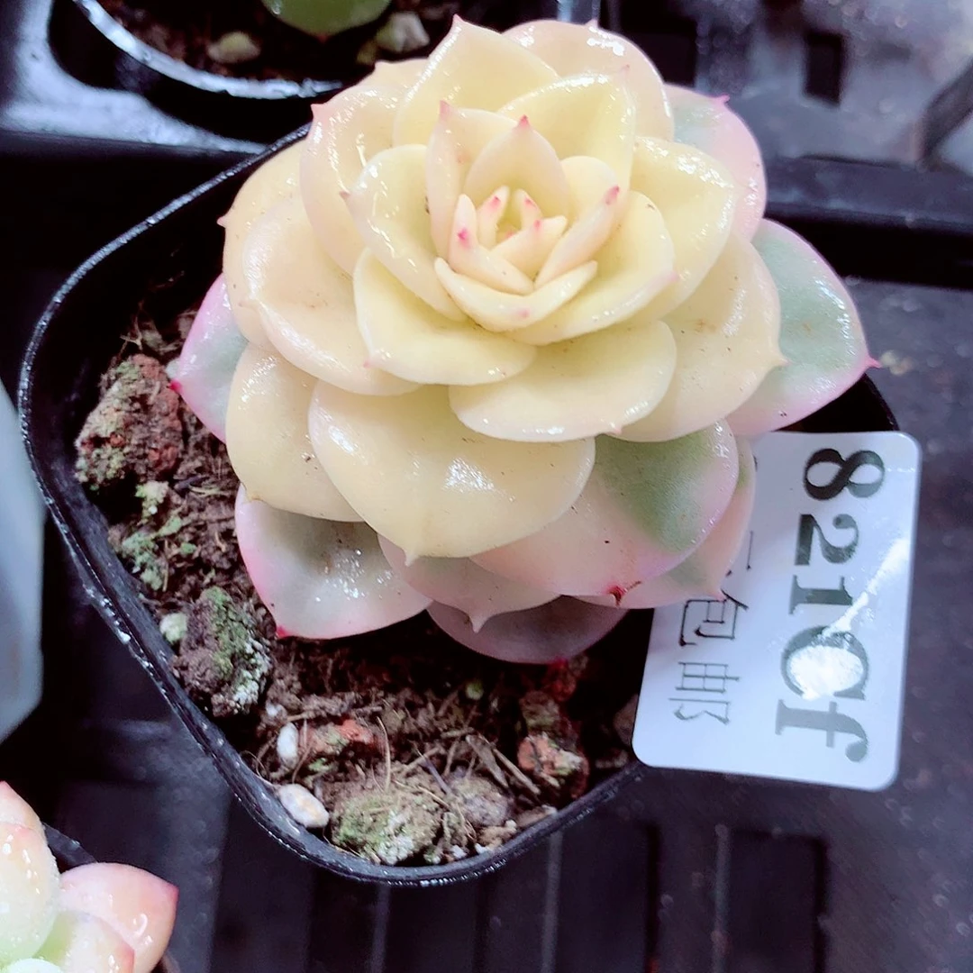 5厘米盆精控多肉821