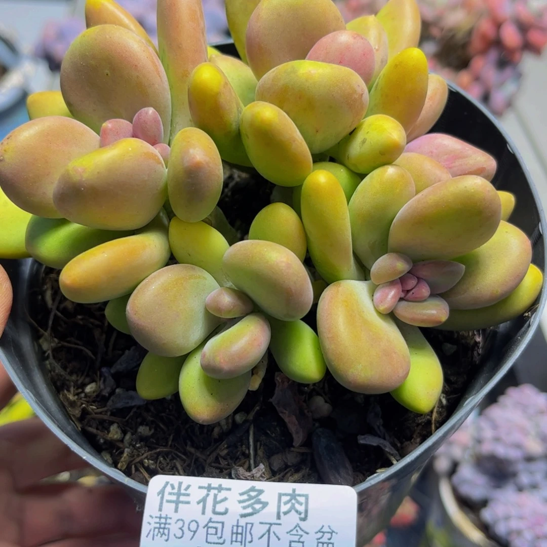 267芒果奶13厘米多肉