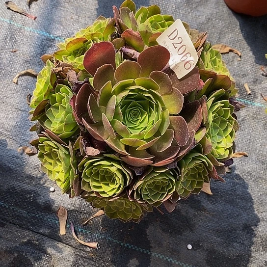 2066雨荷多肉法师