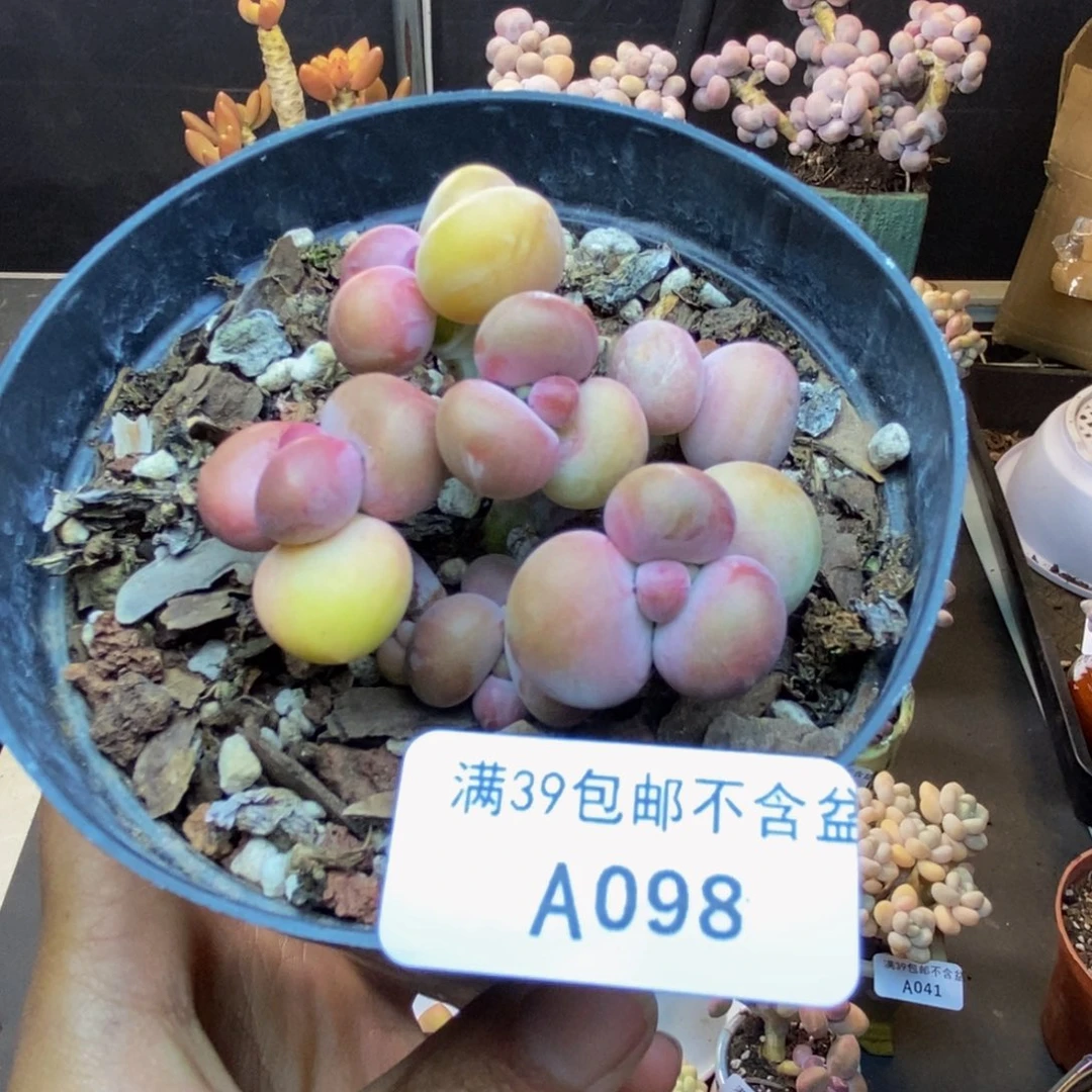 098芒果奶kk奶多肉6c m