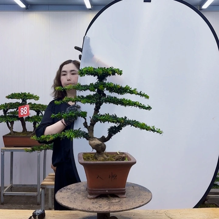 无花朵一物一拍直播间所见所得
