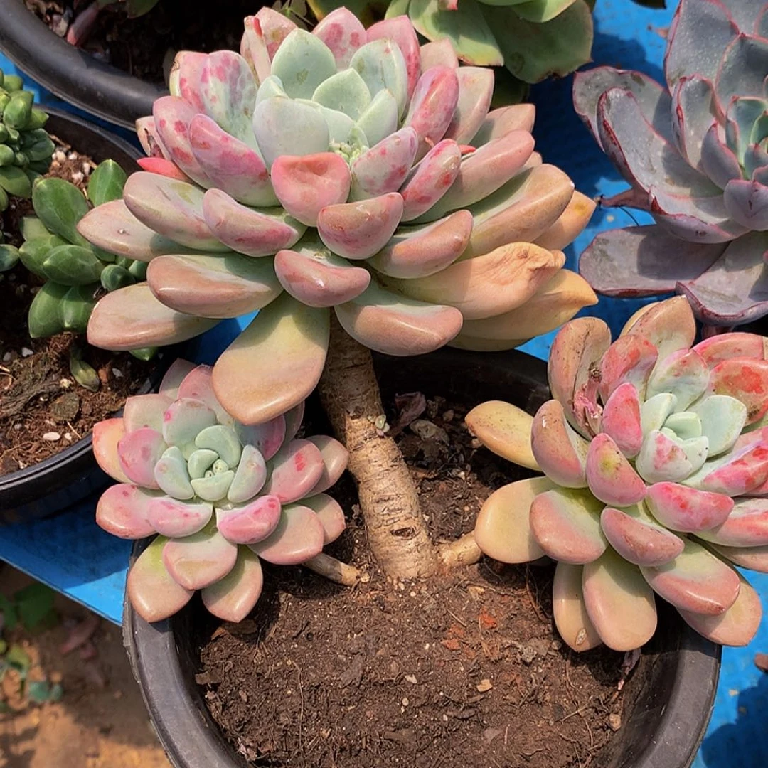 阳***烂花斑鹿11023多肉多肉