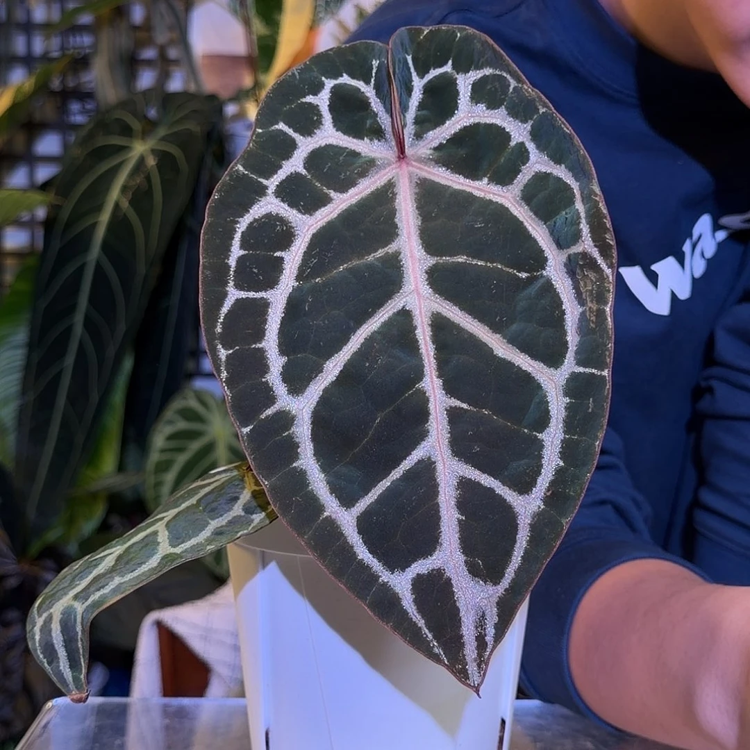 完全开放M151 米歇尔杂南美水晶