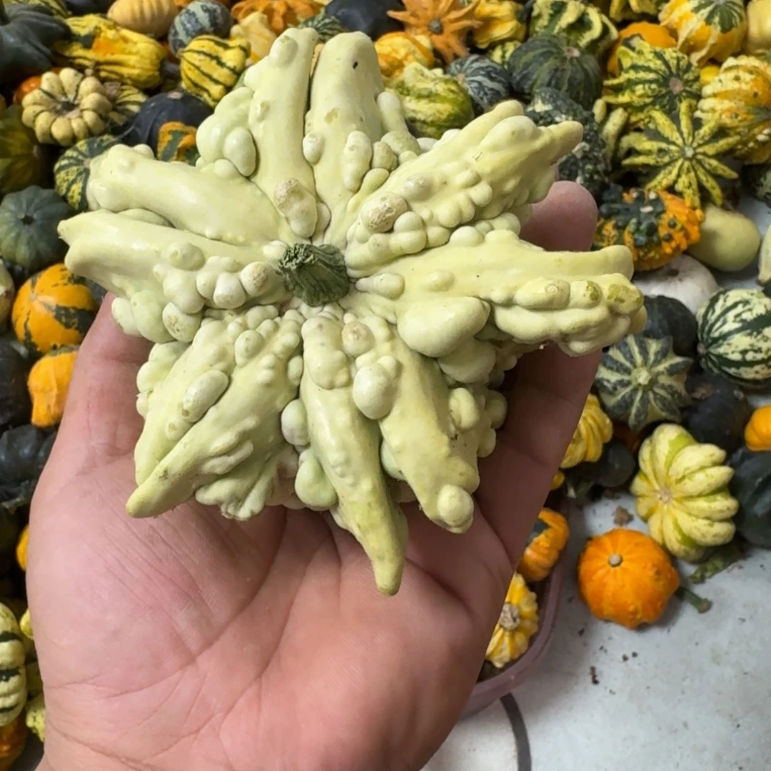 香***菜葫芦啊啊啊啊啊啊啊啊啊