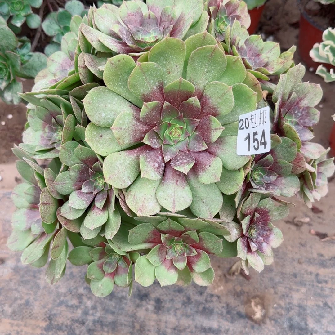 沙拉万154满20包邮断枝不包