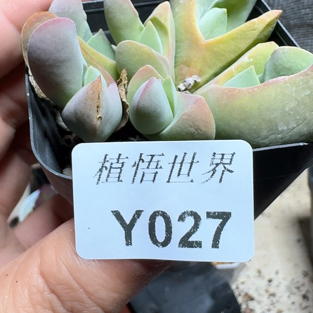 027号多肉植物哇f g g