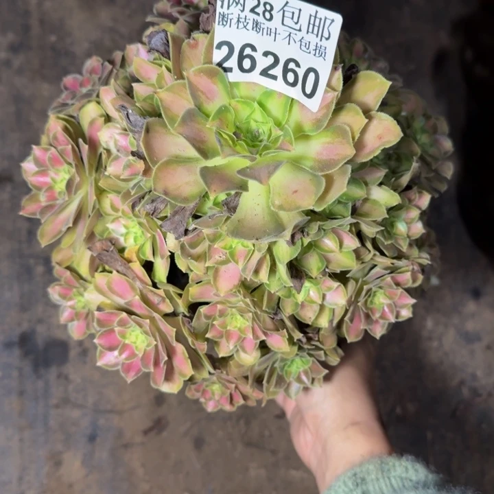 26260韶华不包断枝