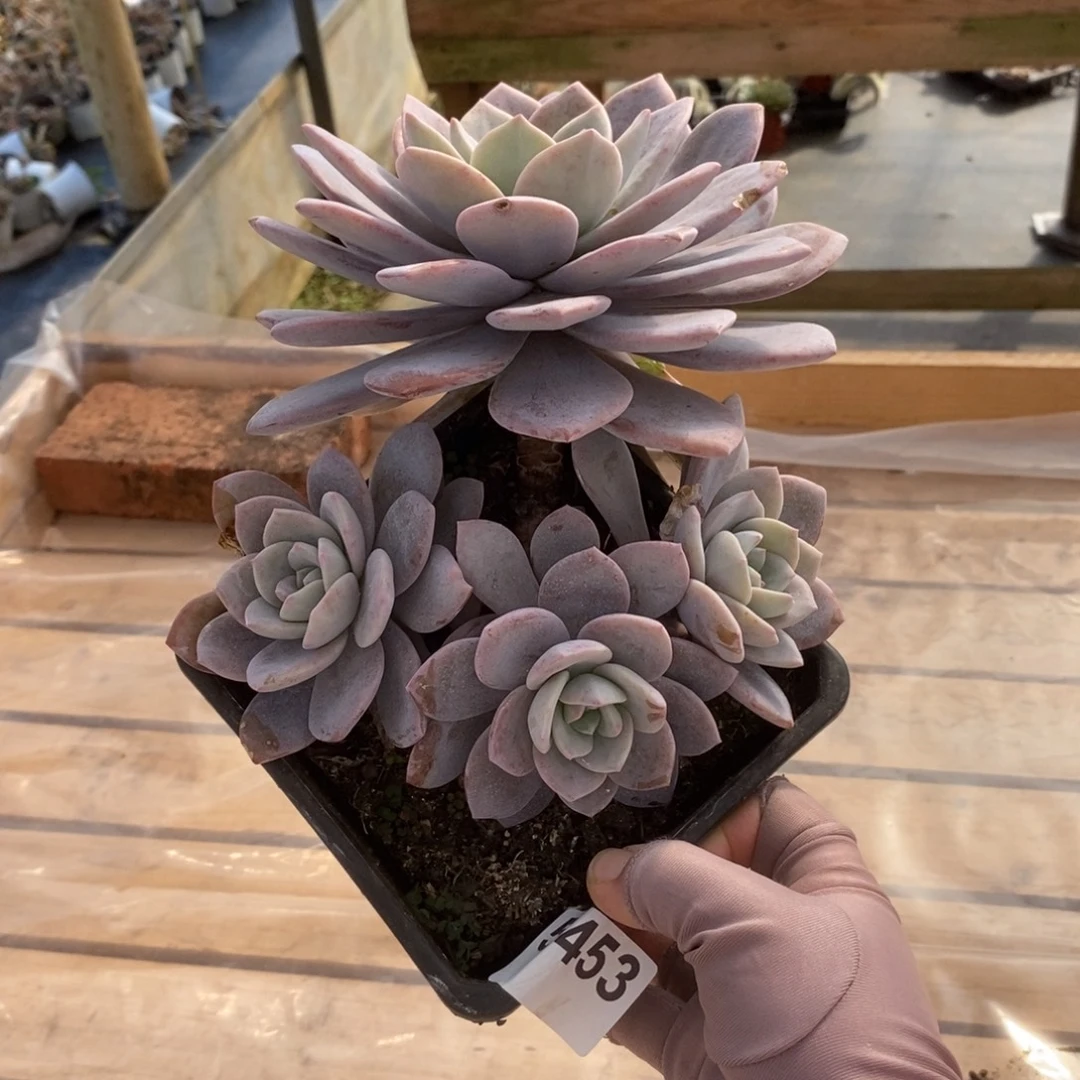 5453红茶多头一物一拍