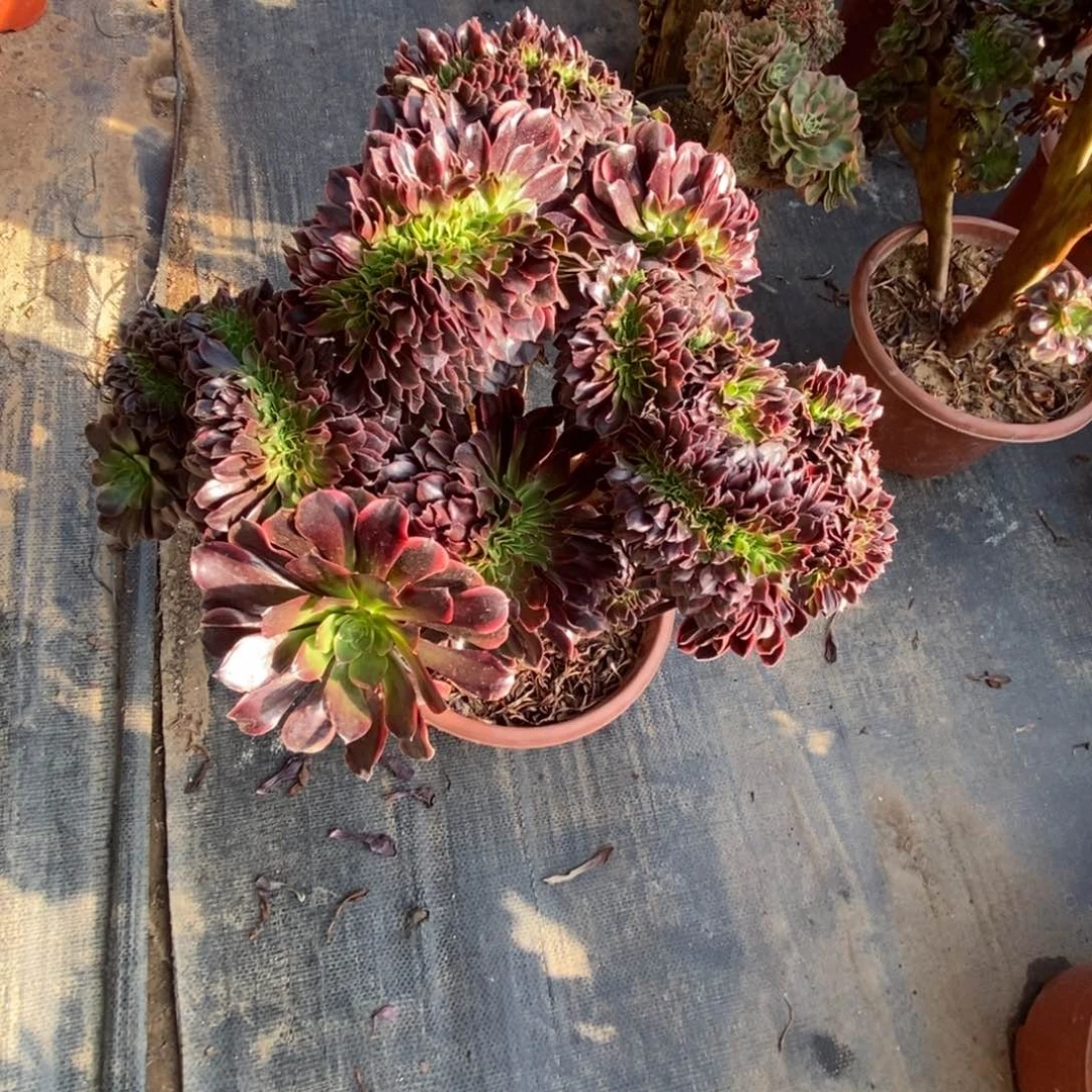 无花朵欧嘉莉缀化
