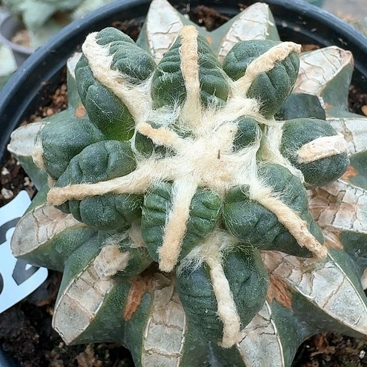 【闪购商品】无花朵陶*子黑蛋尤牡丹552