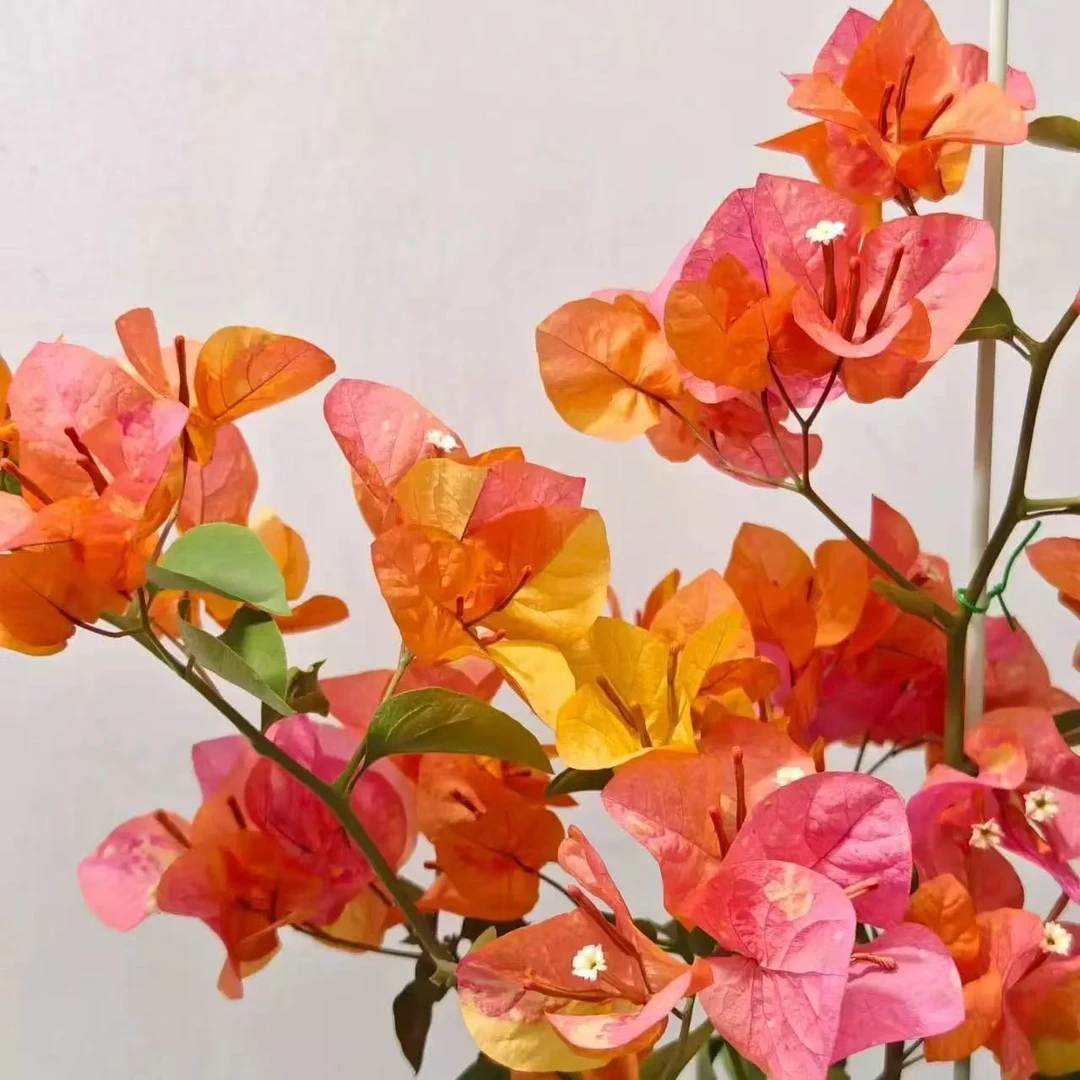 阿达纳小苗三角梅勤花彩色炸弹四季开花室内室外庭院