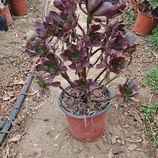 忆江南加急发货了8