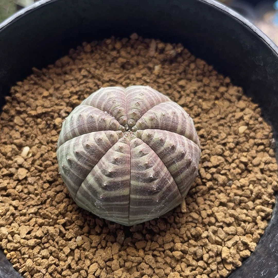 实生艳肌斑马神玉