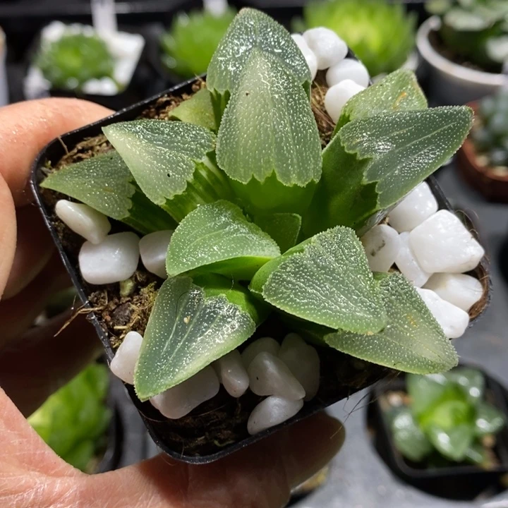 磨面寿玉露多肉植物