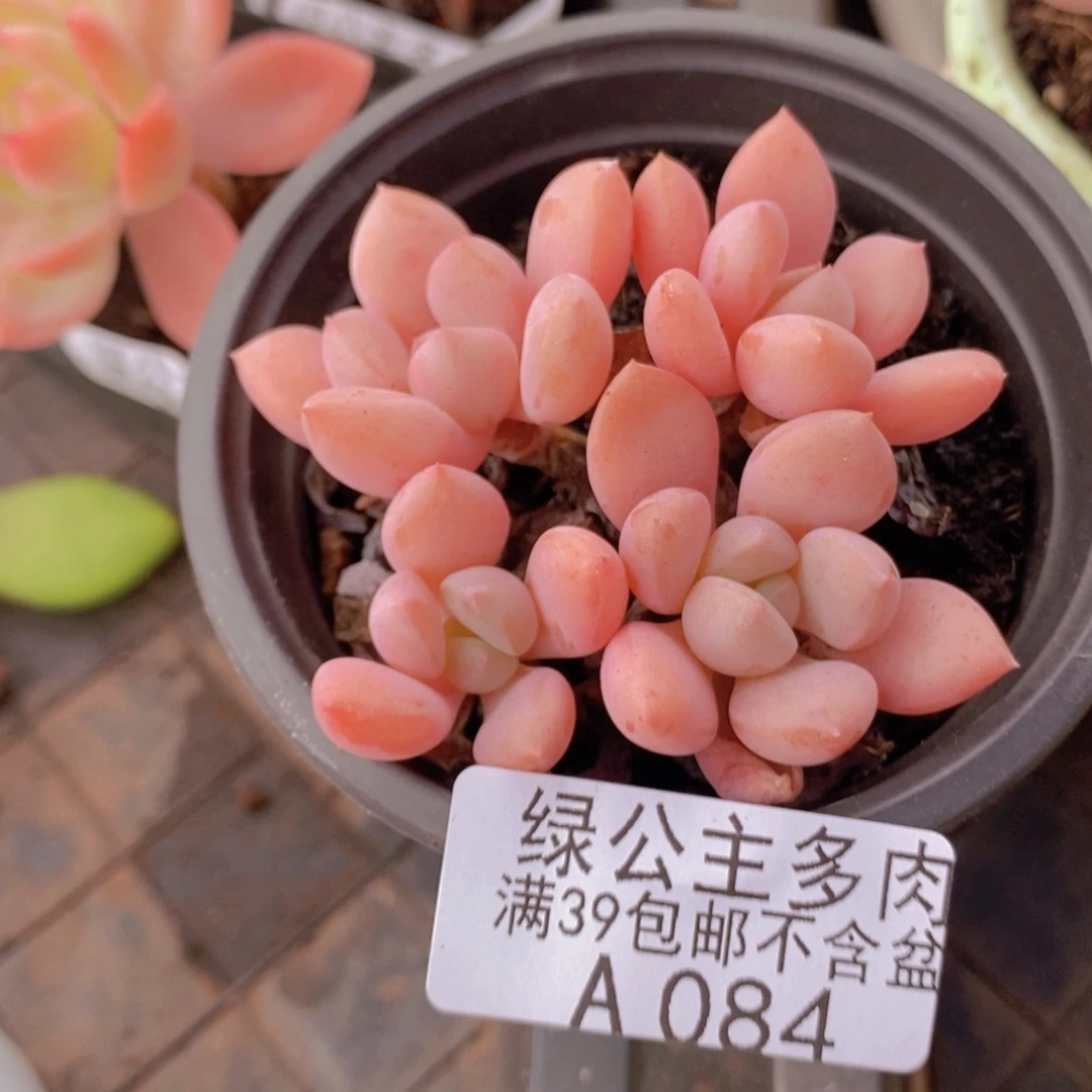 粉桃花6c mcm084多肉植物