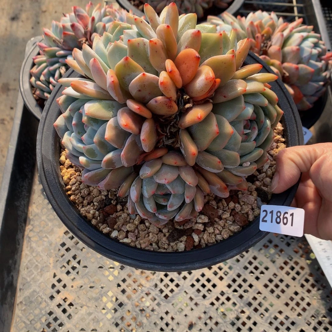 21861多头嗯嗯嗯嗯