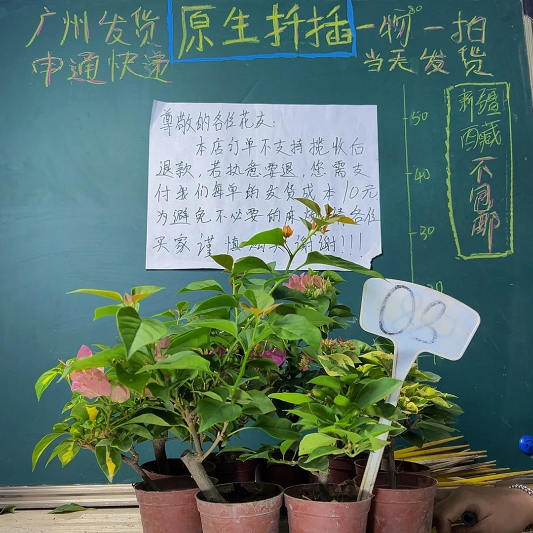 当前无花栽培后可以开花九棵掌中宝08