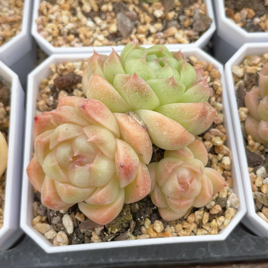 S优选麦杆福利1445