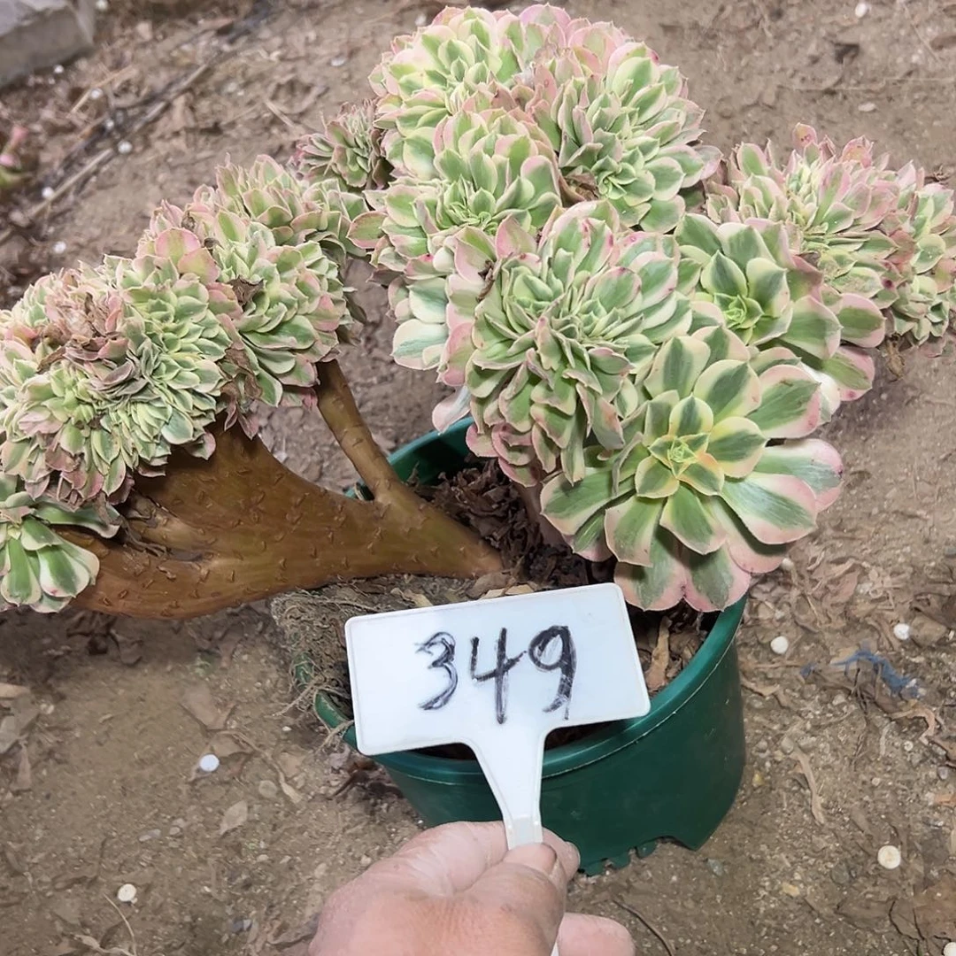 多肉植物fennvwuzhuih349
