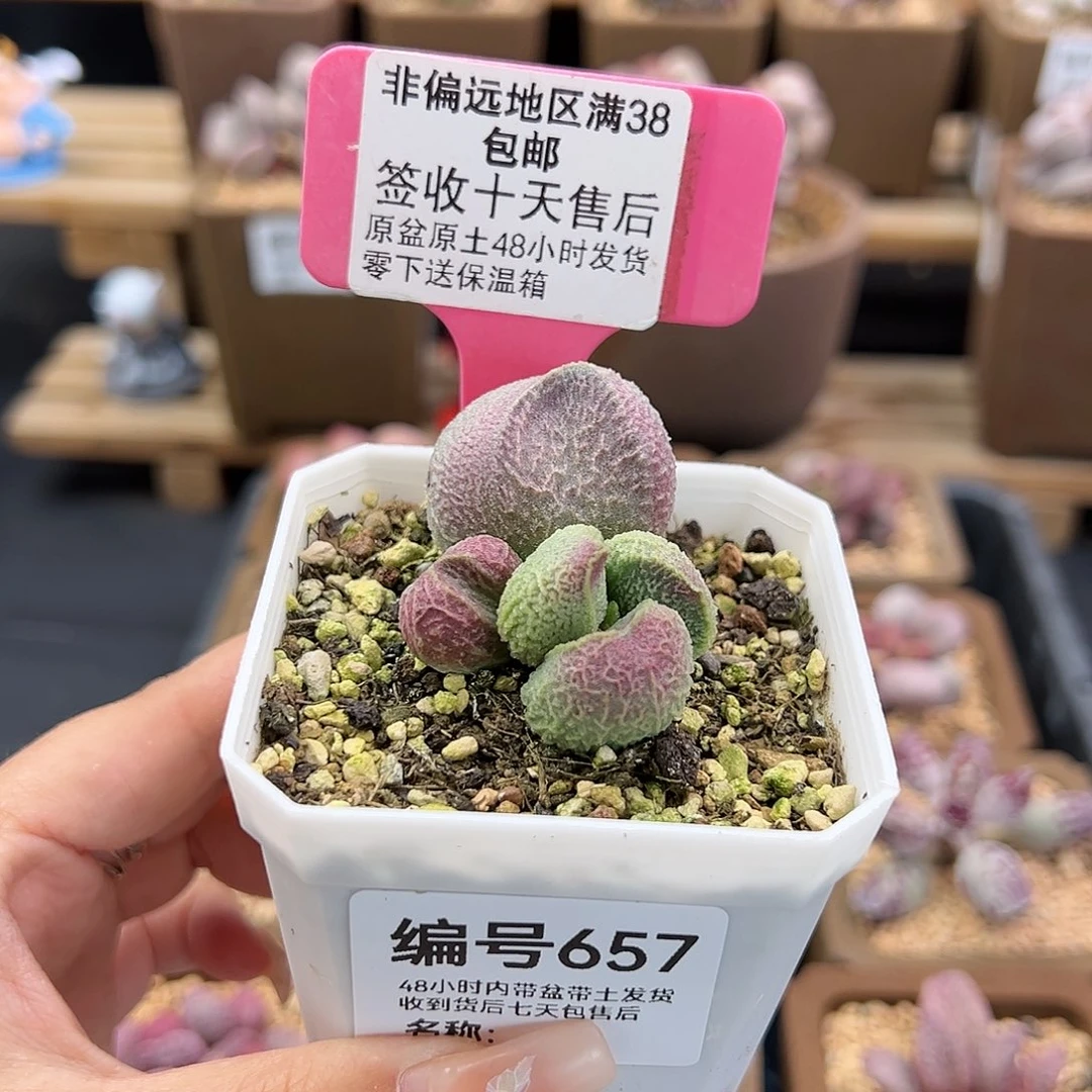 657巨猪宝多肉植物