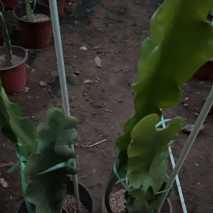 醉*雪令箭荷花盆栽216号