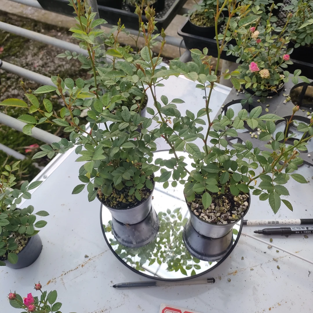 2盆迷你姬月季一物一拍