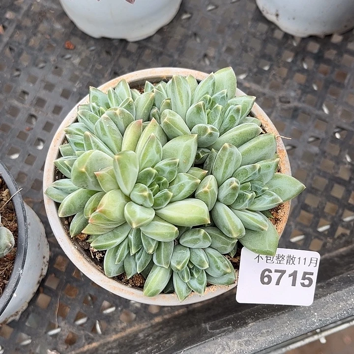 阿雅园艺。        6715