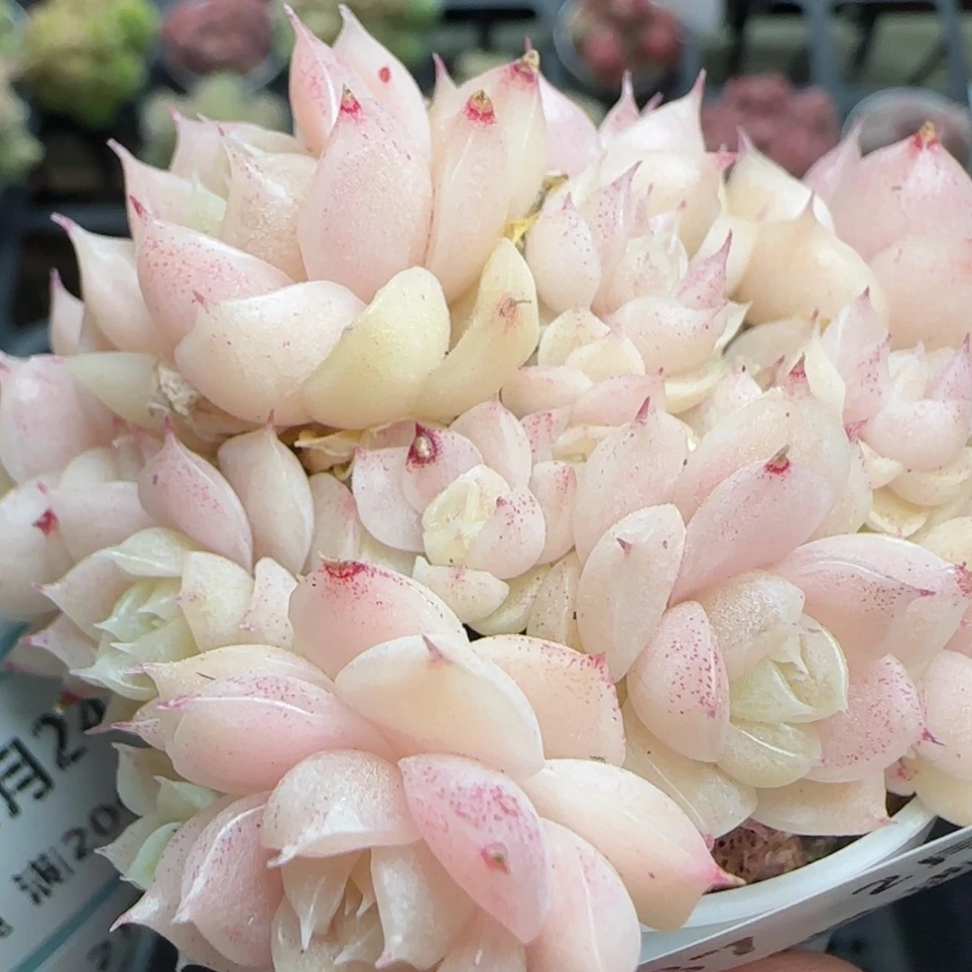 花语逸镜0224-437散