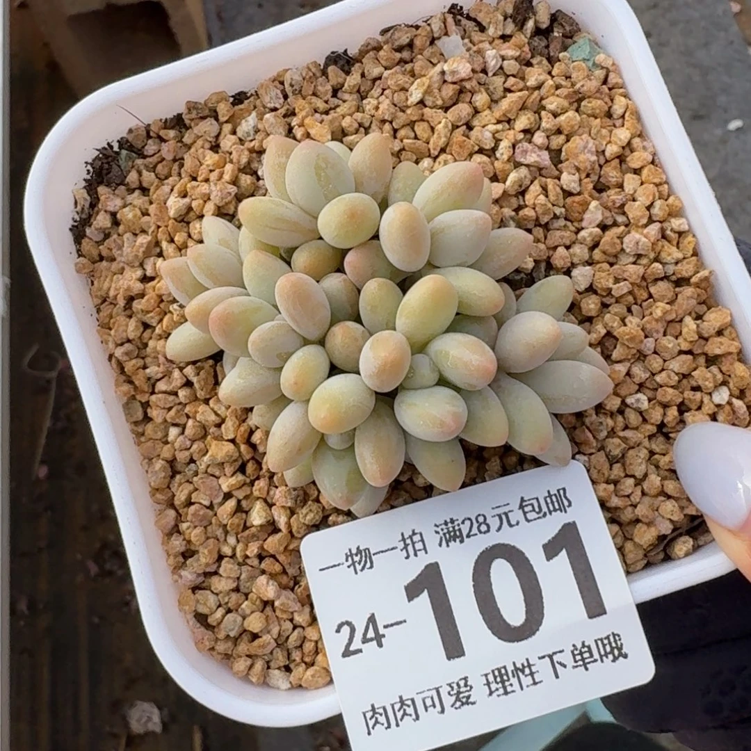 白兰地无盆土发货无