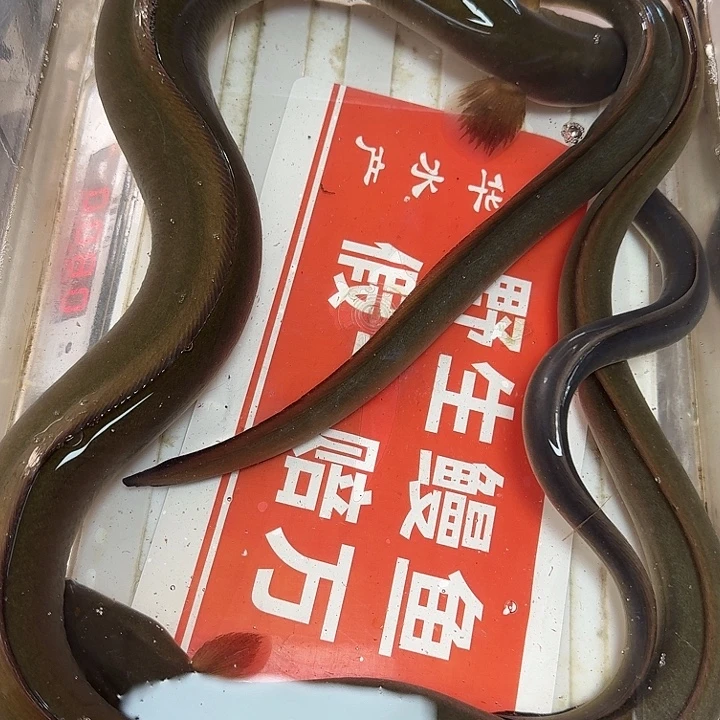 野生鳗鱼包活到家
