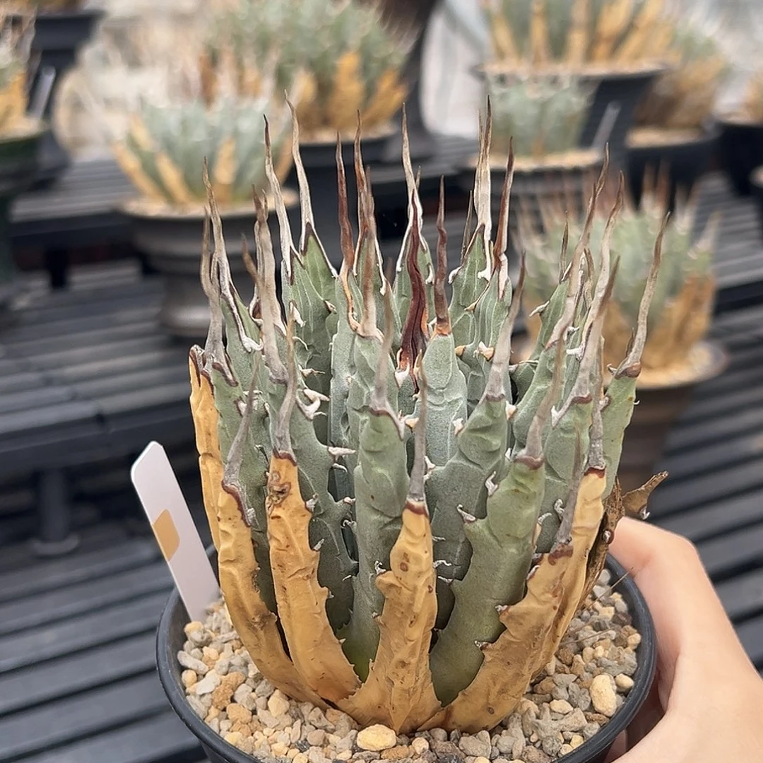 无花朵妖炎熟桩带盆 8折价 长曲