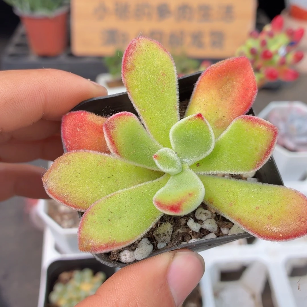锦晃星多肉9.9包邮发货