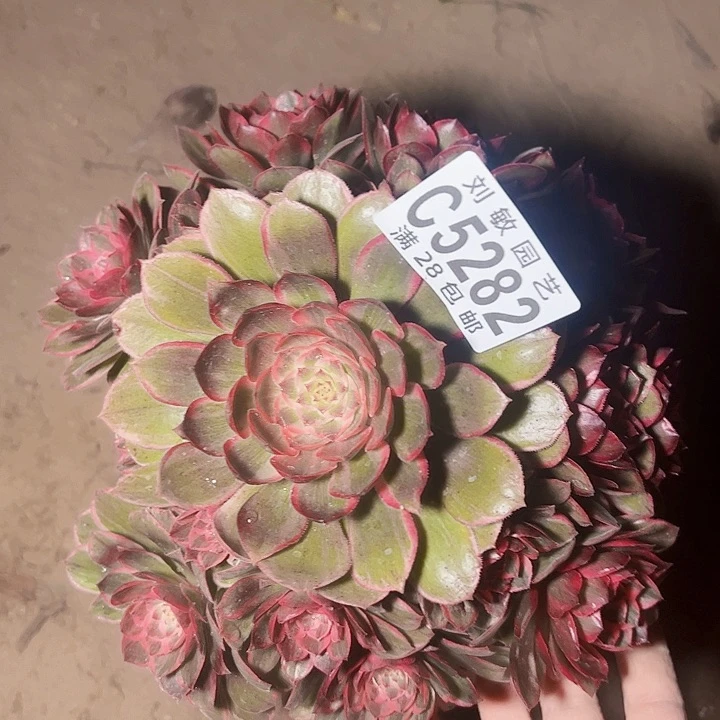 5282多肉植物法师法师