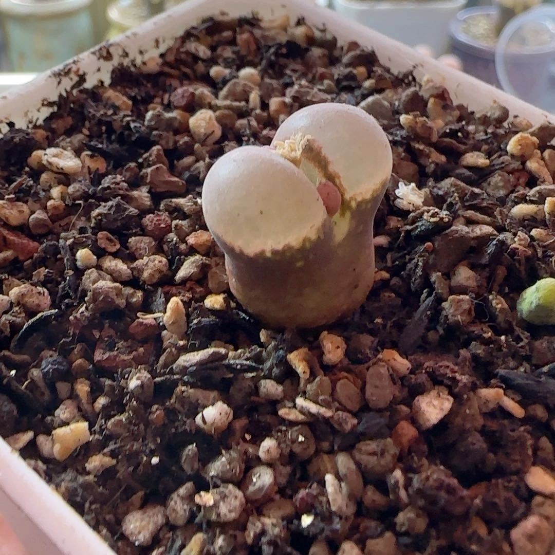 高级款风铃玉。