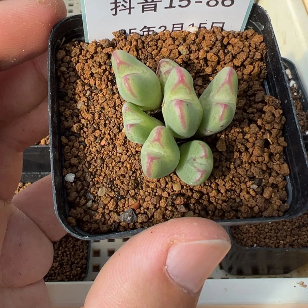 15-86肉锥多肉植物，