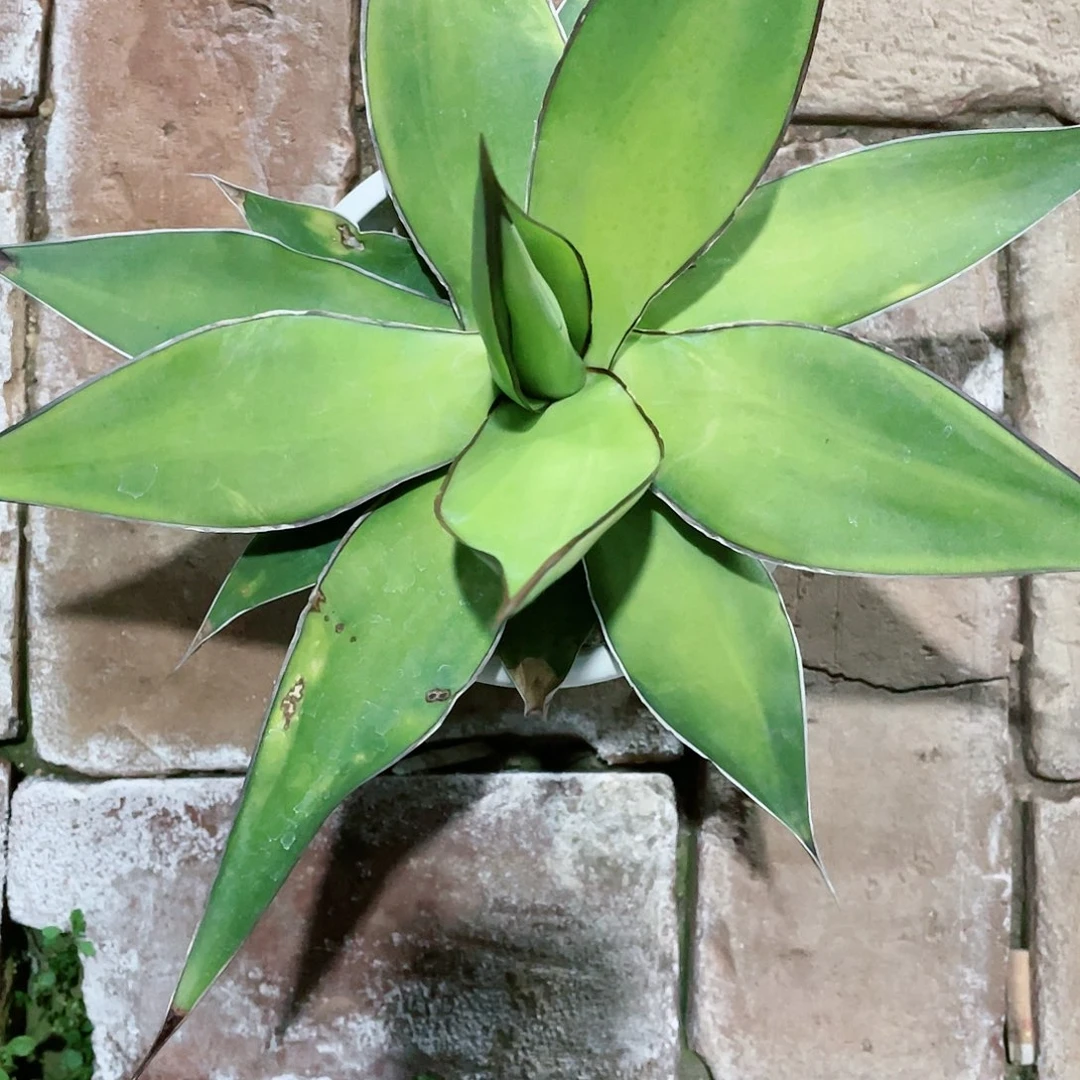 为***力卡查尔龙舌兰包邮