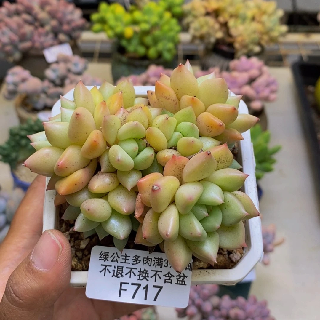 717黄金象牙多肉8cm