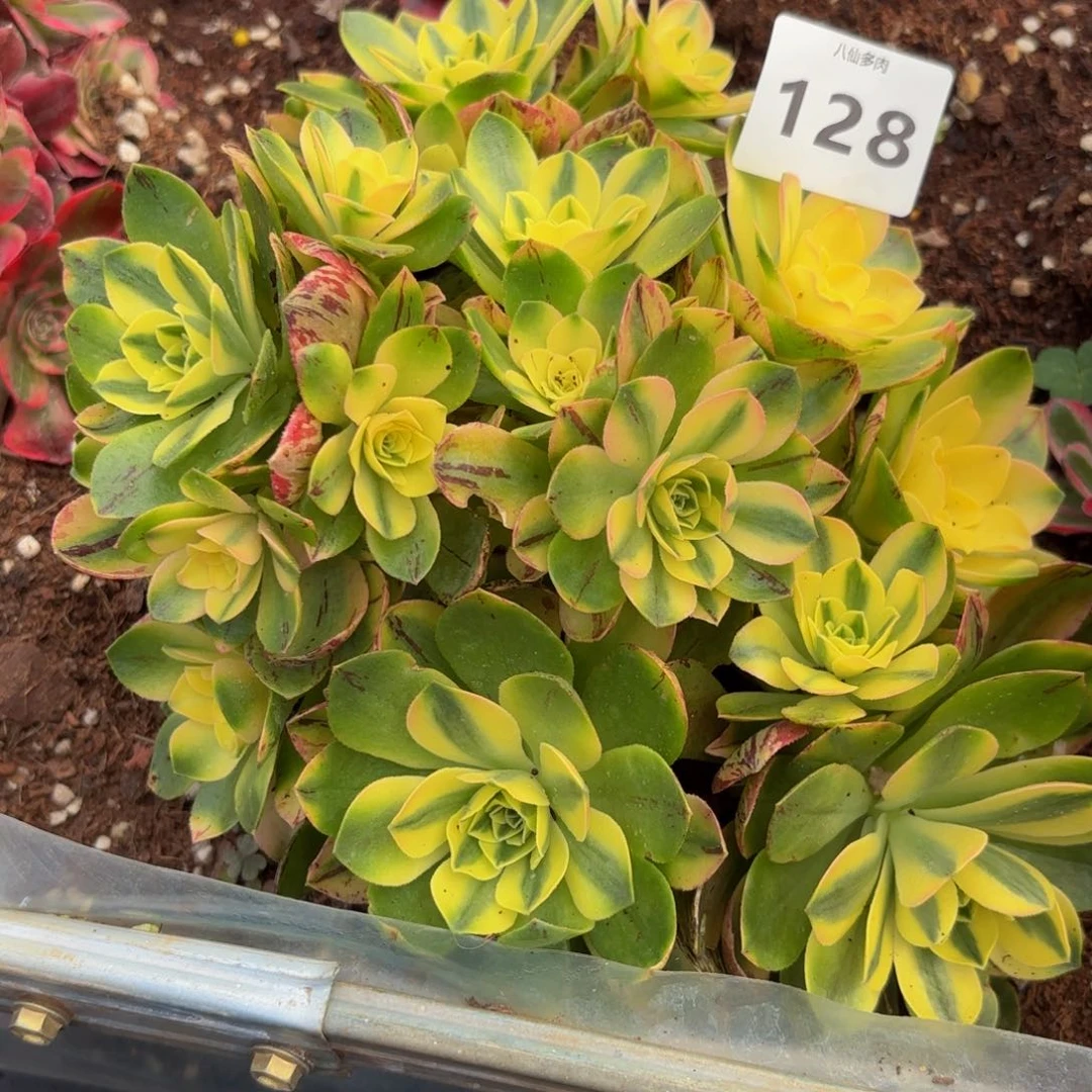 竹128多肉植物荷花