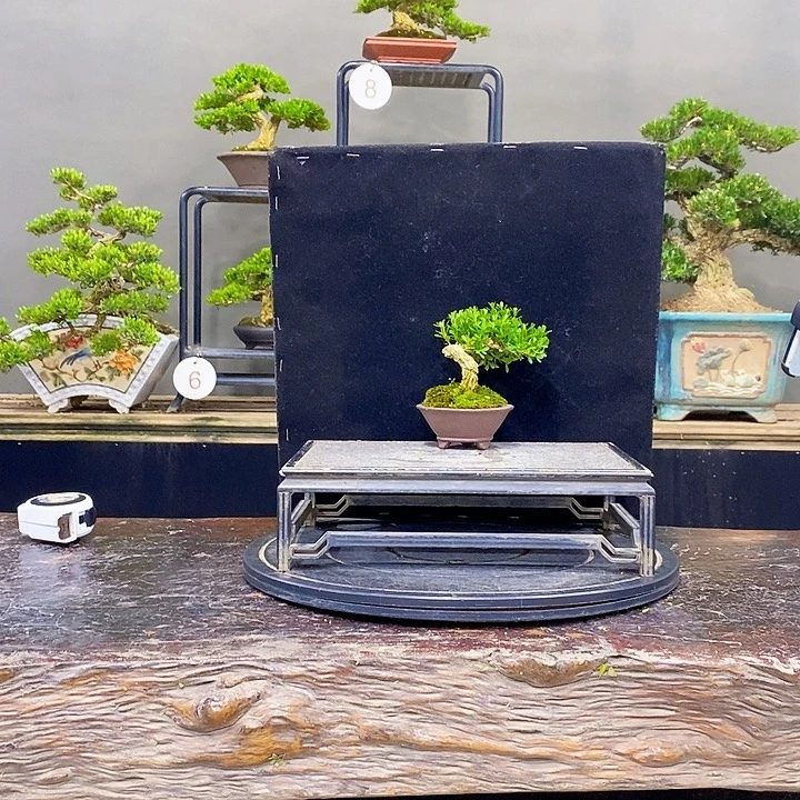 无花朵黄杨盆景四季常青不落叶