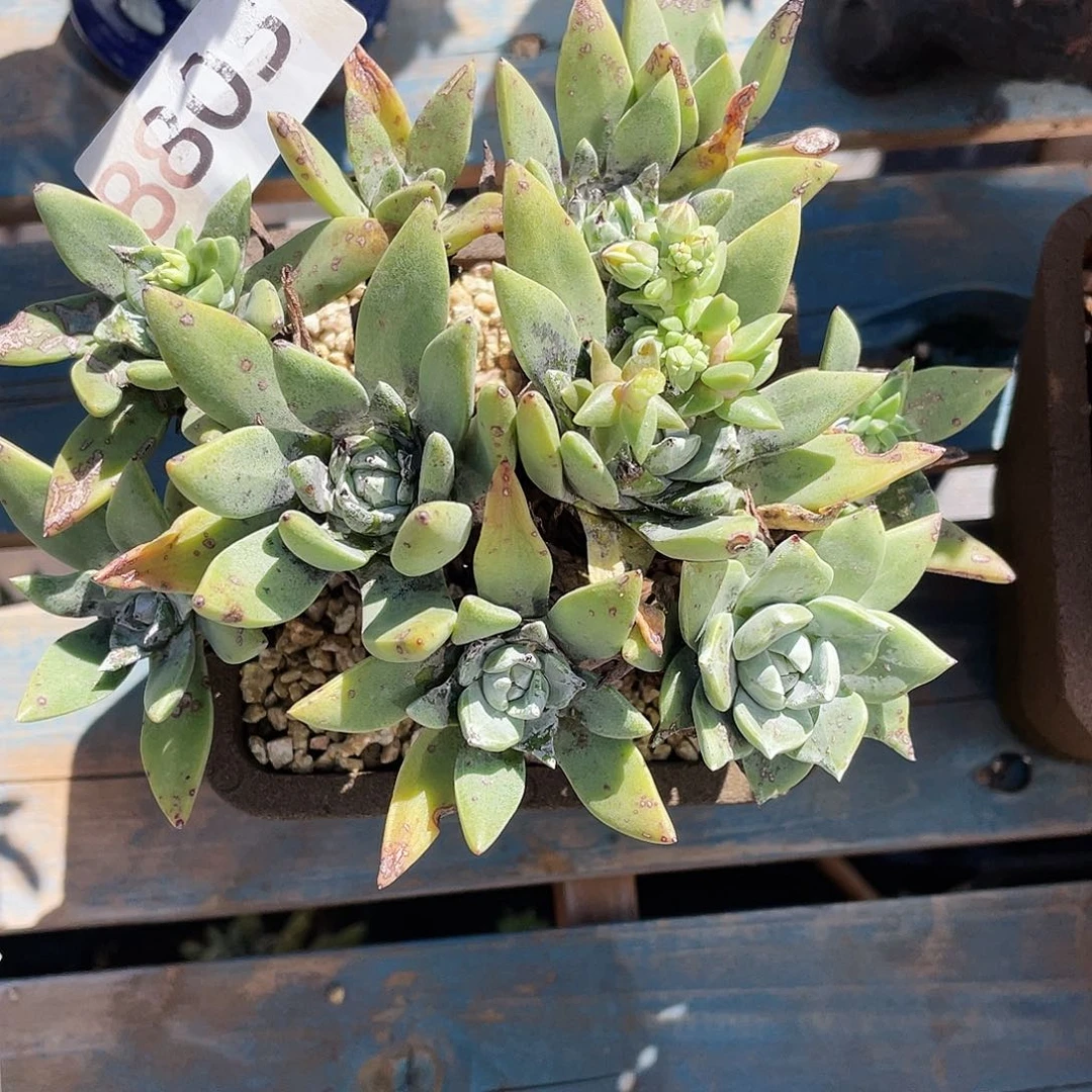 墨西哥大花朵苹果叶8805